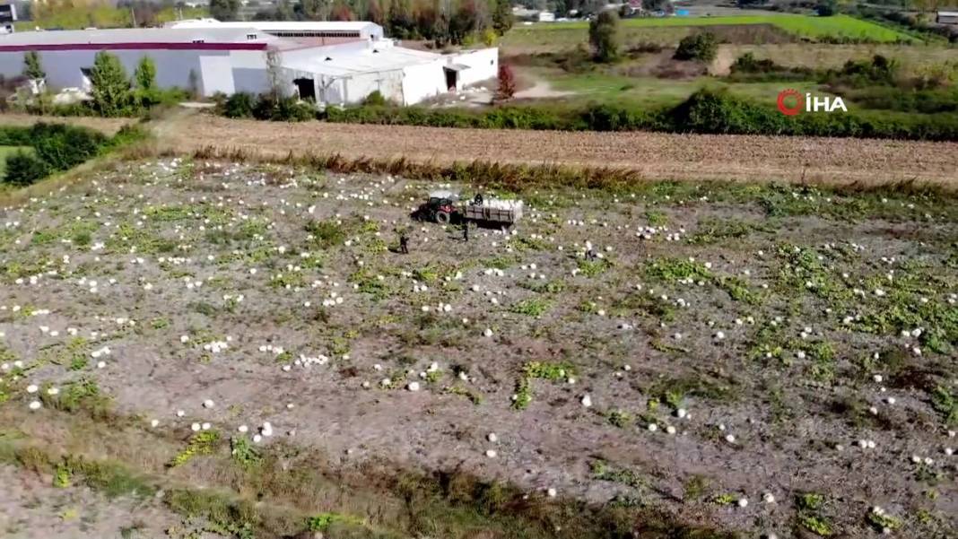 O ilimizde yetişiyor: Almanlar ve İtalyanlar kapış kapış alıyor! Çorba, lokum, marmelat, reçel yapılıyor 12